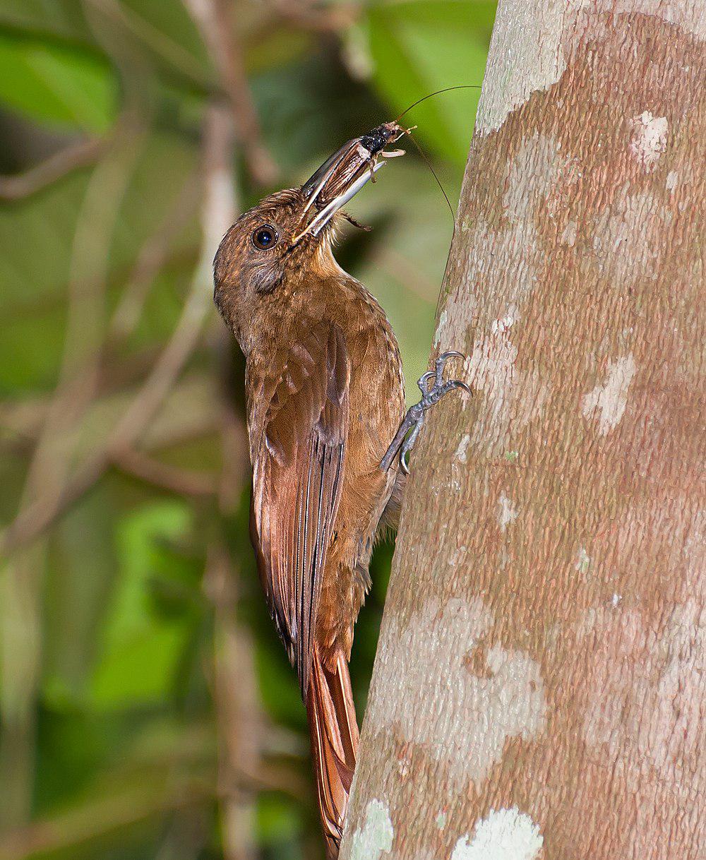 鸫䴕雀 / Plain-winged Woodcreeper / Dendrocincla turdina