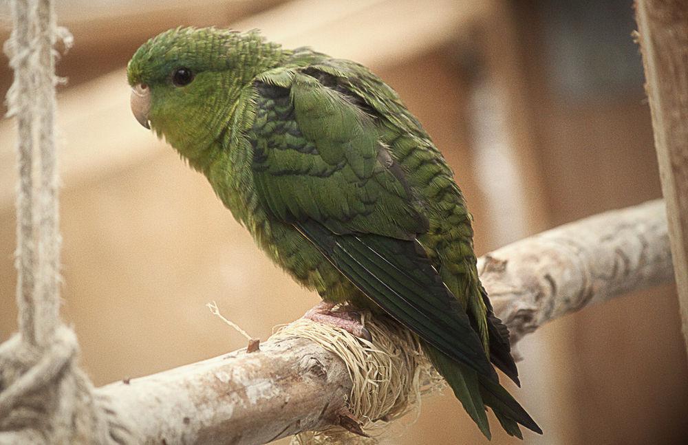 横斑鹦哥 / Barred Parakeet / Bolborhynchus lineola