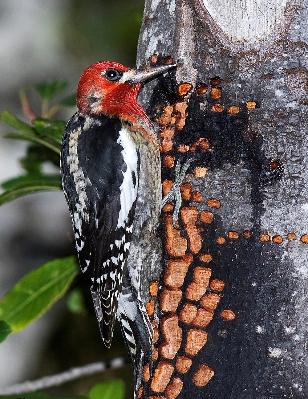 红胸吸汁啄木鸟 / Red-breasted Sapsucker / Sphyrapicus ruber