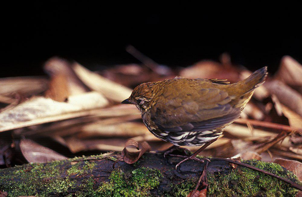 纵纹蚁鸫 / Striated Antthrush / Chamaeza nobilis