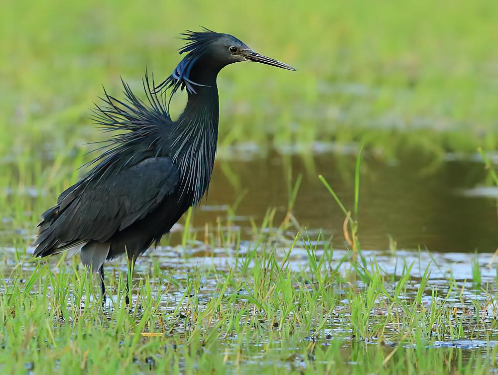 黑鹭 / Black Heron / Egretta ardesiaca