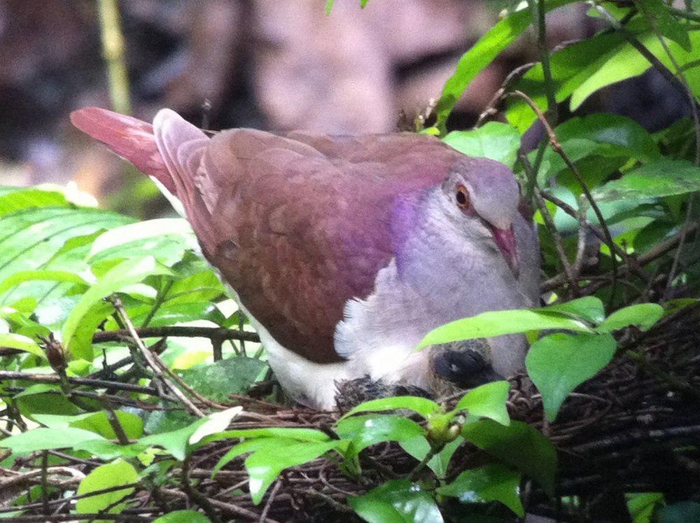 紫鹑鸠 / Violaceous Quail-Dove / Geotrygon violacea