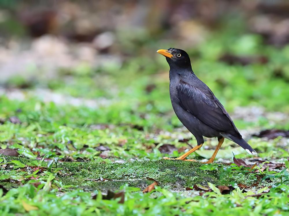 爪哇八哥 / Javan Myna / Acridotheres javanicus