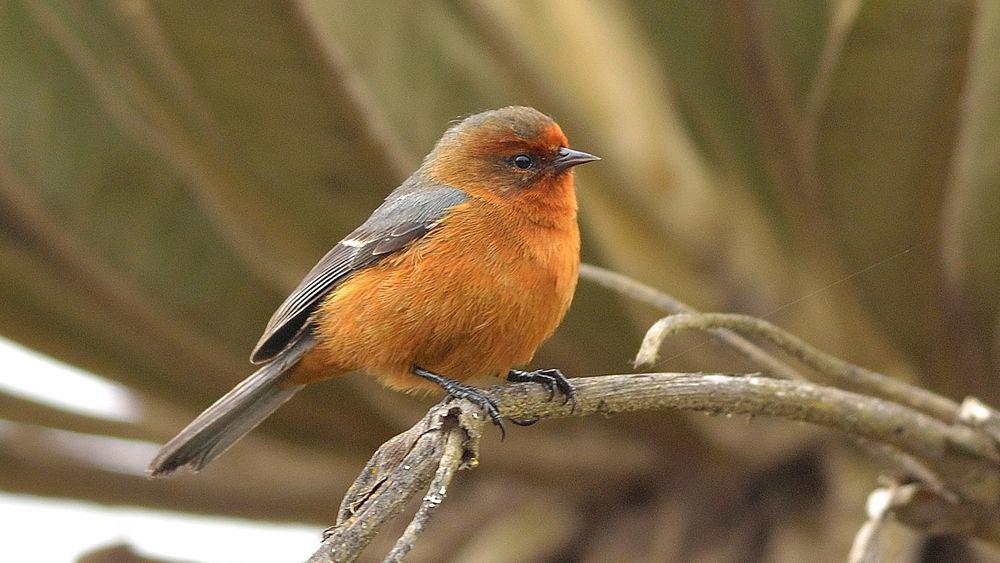 棕眉锥嘴雀 / Rufous-browed Conebill / Conirostrum rufum