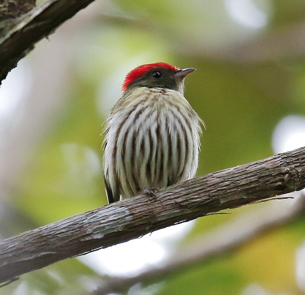 纹娇鹟 / Kinglet Manakin / Machaeropterus regulus