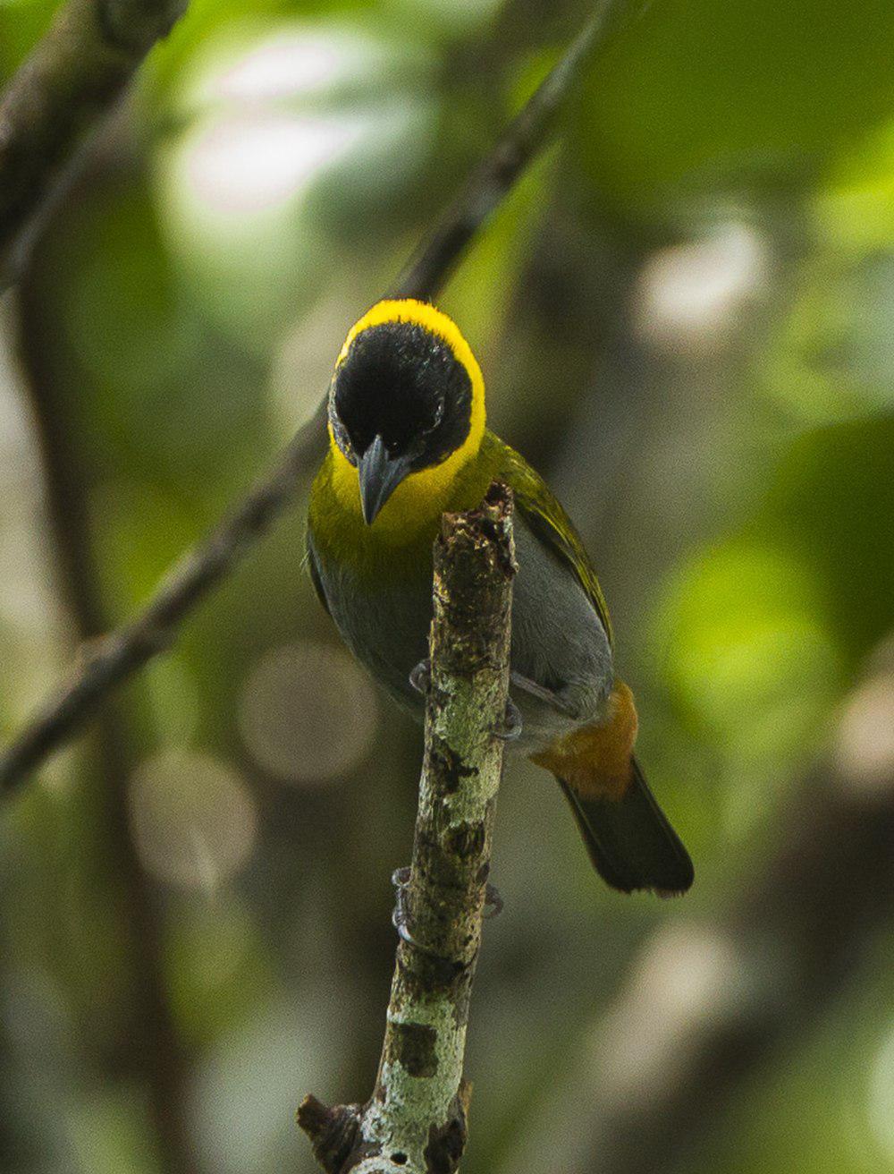 纳利织雀 / Nelicourvi Weaver / Ploceus nelicourvi