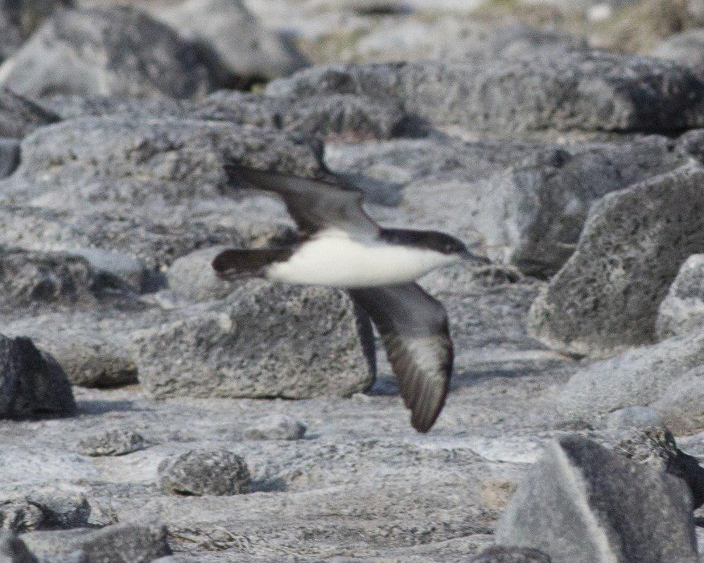 暗腰圆尾鹱 / Galapagos Petrel / Pterodroma phaeopygia