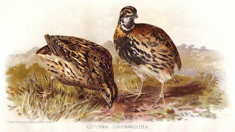 黑胸鹌鹑 / Rain Quail / Coturnix coromandelica