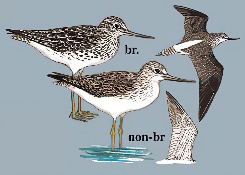 青脚鹬 / Common Greenshank / Tringa nebularia