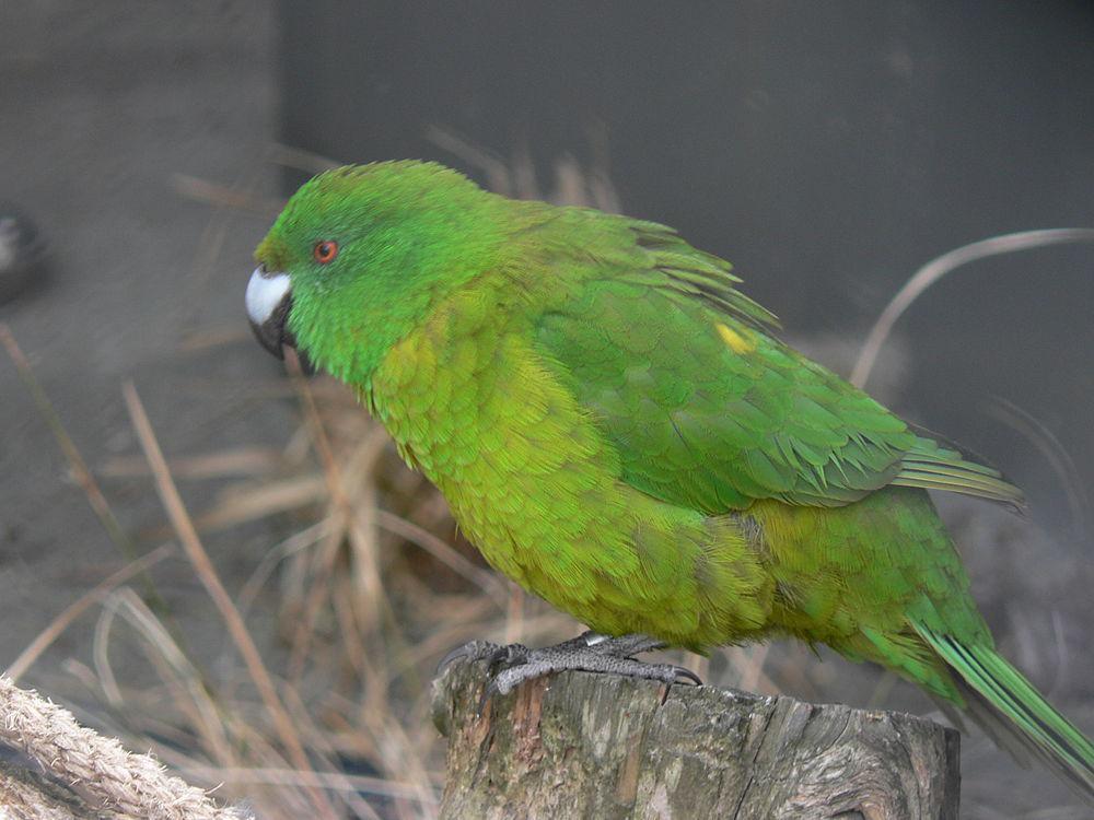 纯绿鹦鹉 / Antipodes Parakeet / Cyanoramphus unicolor