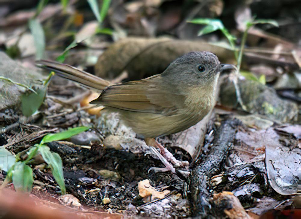 云南雀鹛 / Yunnan Fulvetta / Alcippe fratercula