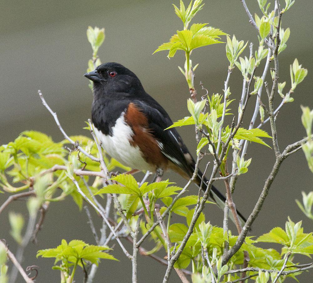 棕胁唧鹀 / Eastern Towhee / Pipilo erythrophthalmus