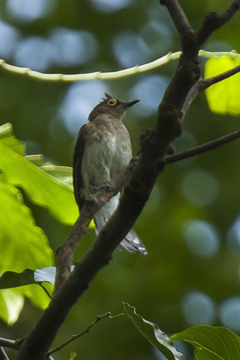 黄肉垂鹎 / Yellow-wattled Bulbul / Poliolophus urostictus