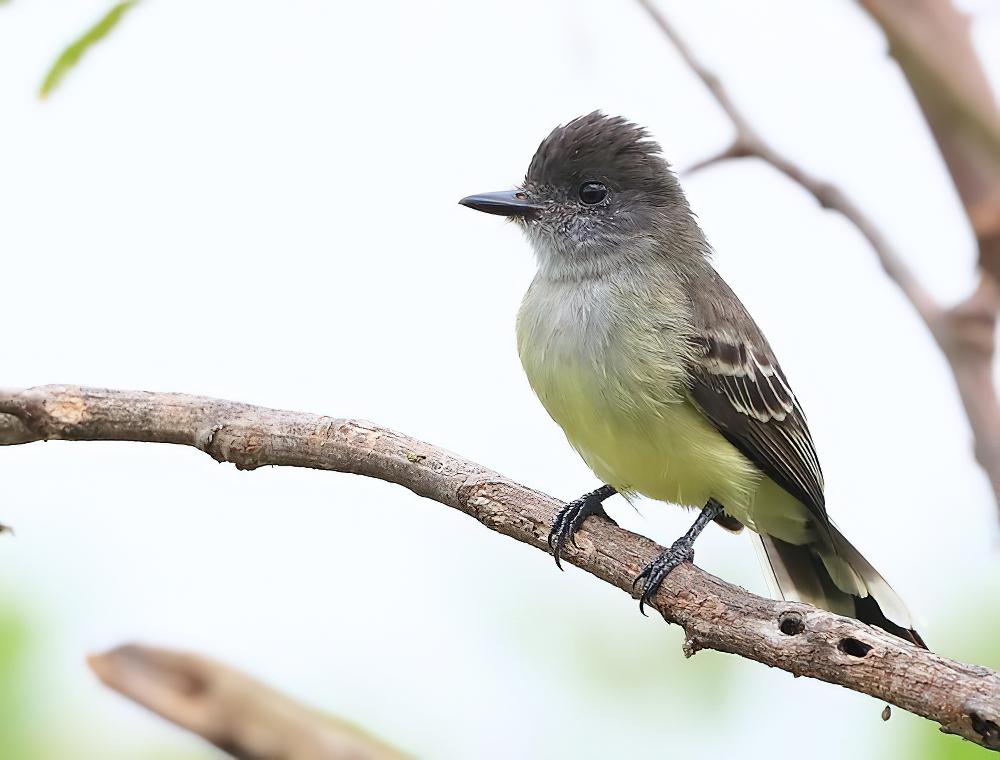 淡边蝇霸鹟 / Pale-edged Flycatcher / Myiarchus cephalotes