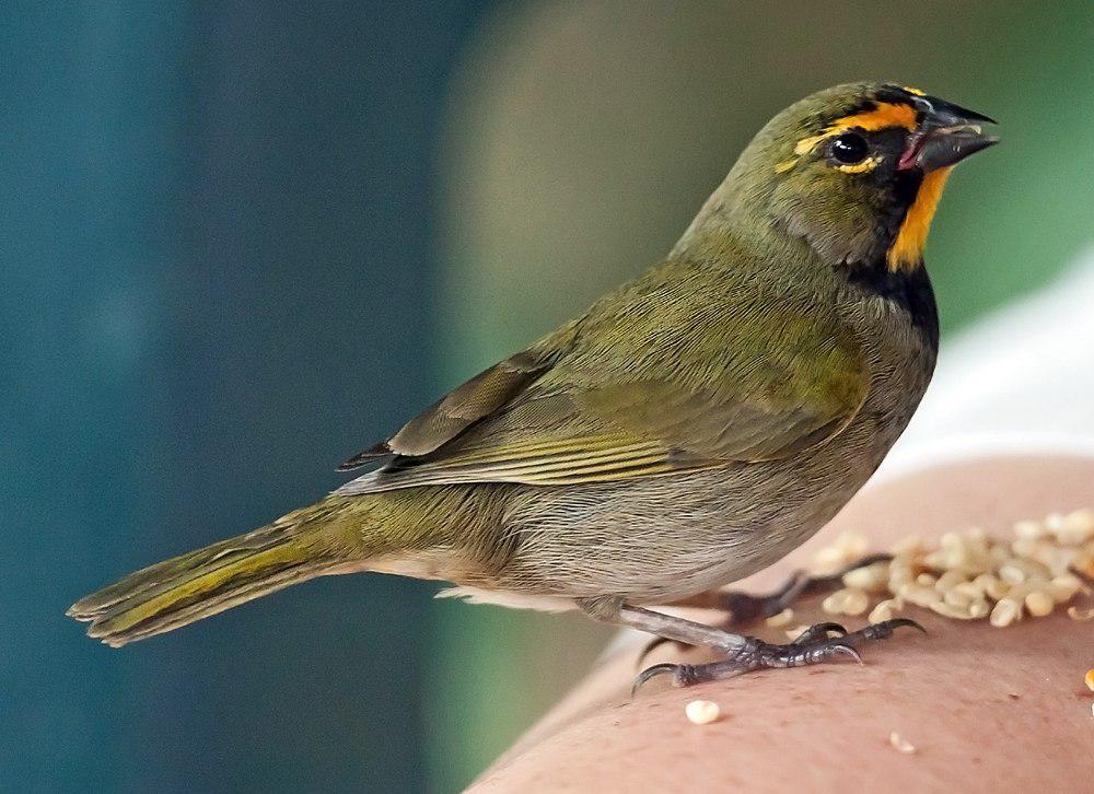 黄脸草雀 / Yellow-faced Grassquit / Tiaris olivaceus