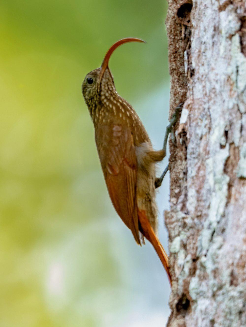 淡嘴镰嘴䴕雀 / Curve-billed Scythebill / Campylorhamphus procurvoides