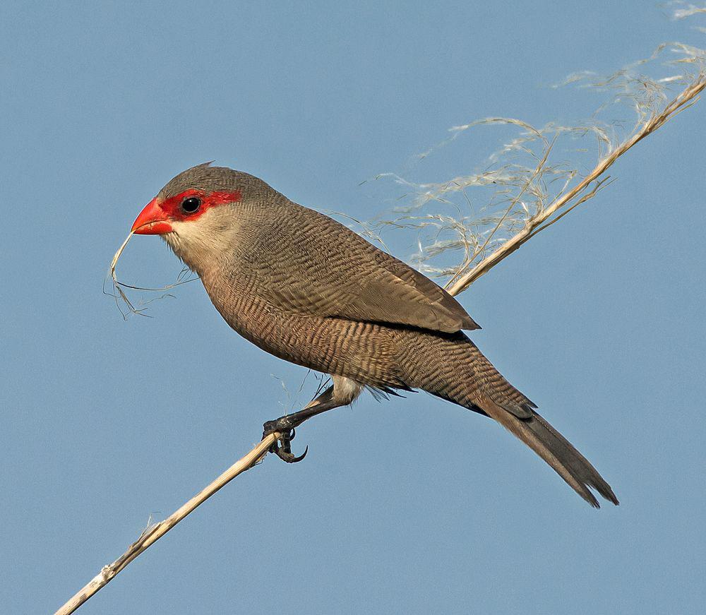 梅花雀 / Common Waxbill / Estrilda astrild