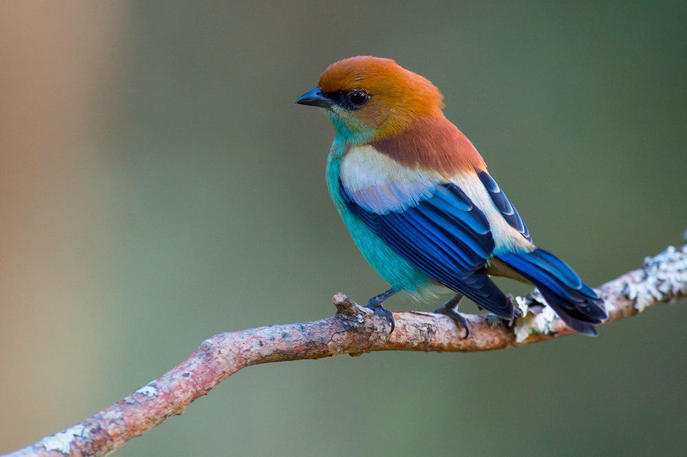 栗背唐加拉雀 / Chestnut-backed Tanager / Stilpnia preciosa