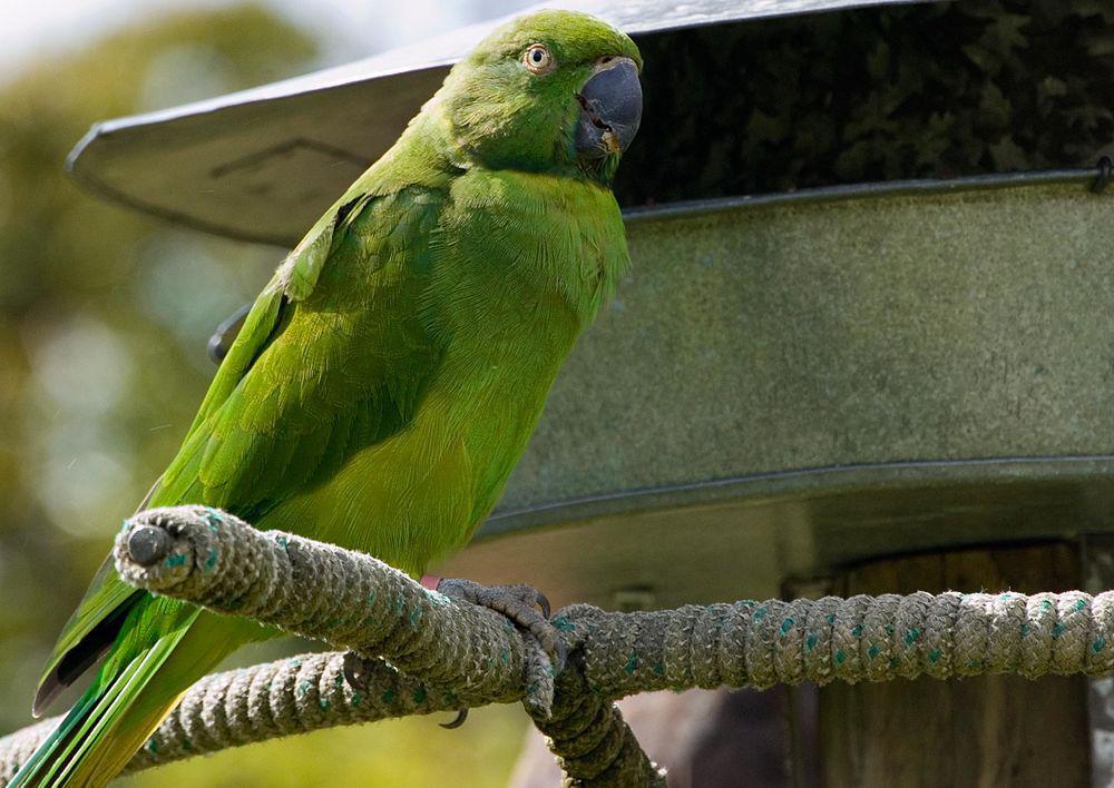 毛里求斯鹦鹉 / Echo Parakeet / Psittacula eques