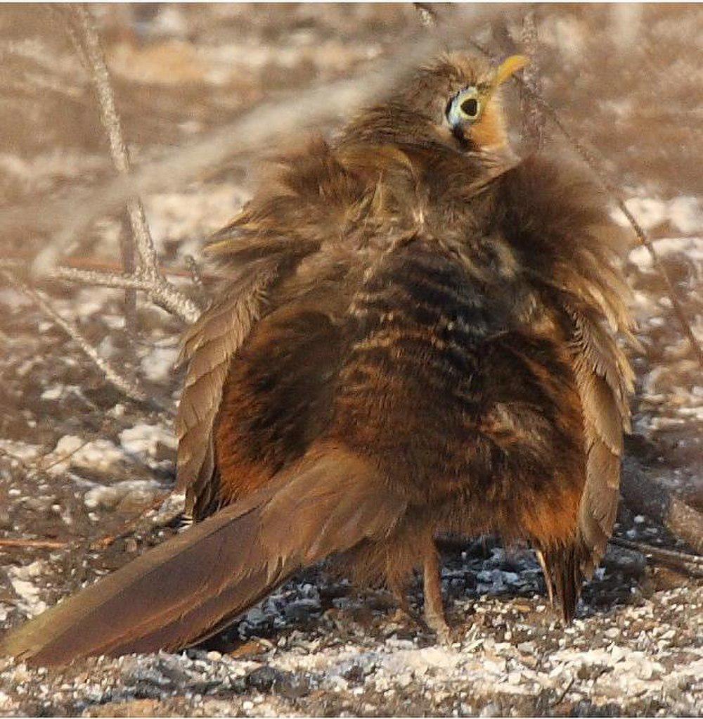 小地鹃 / Lesser Ground Cuckoo / Morococcyx erythropygus