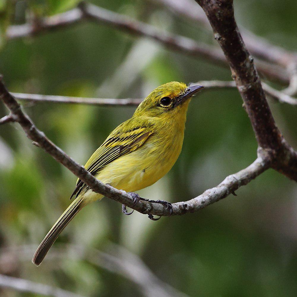 黄胸霸鹟 / Ochre-lored Flatbill / Tolmomyias flaviventris