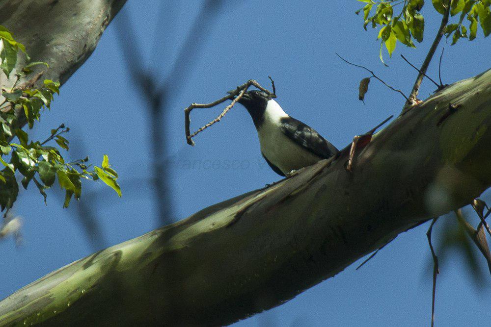 苏拉乌鸦 / Piping Crow / Corvus typicus