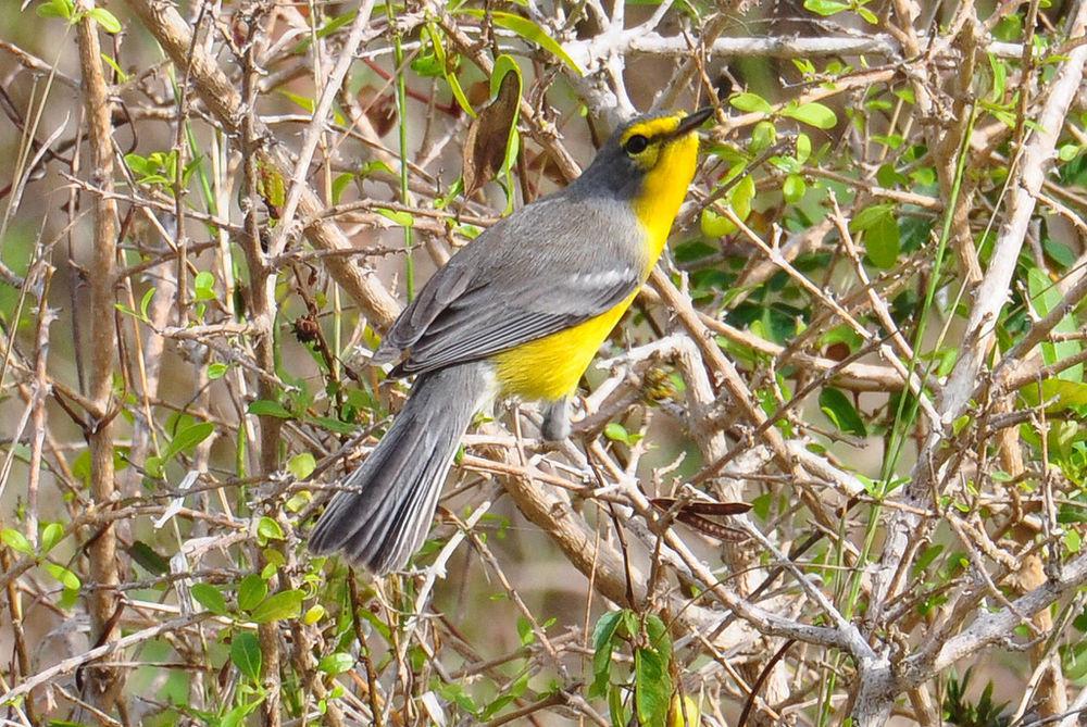 巴布达林莺 / Barbuda Warbler / Setophaga subita