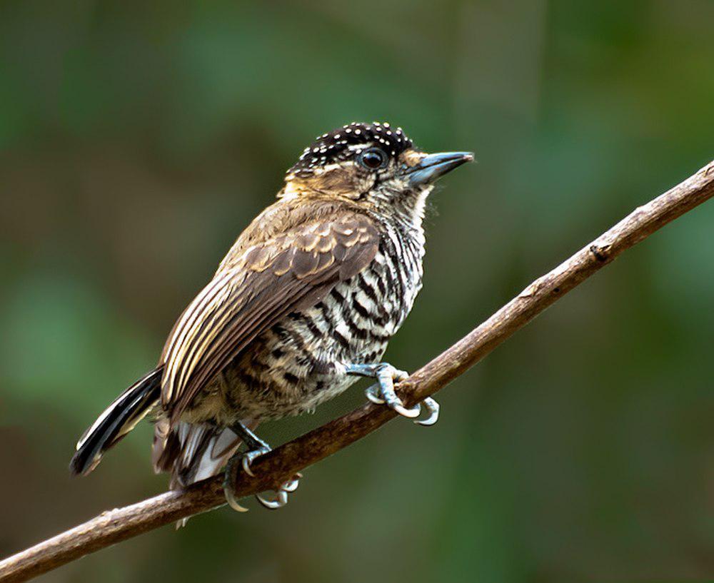 白斑姬啄木鸟 / White-barred Piculet / Picumnus cirratus