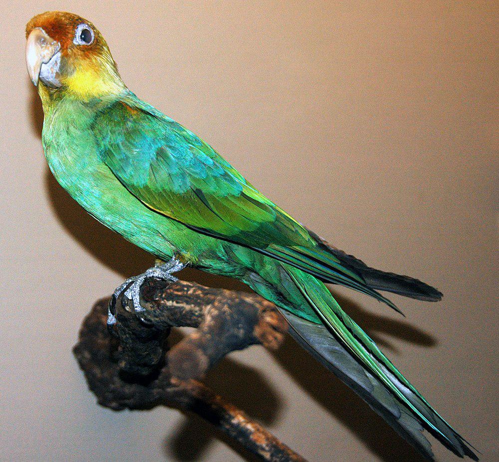 卡罗莱纳鹦哥 / Carolina Parakeet / Conuropsis carolinensis