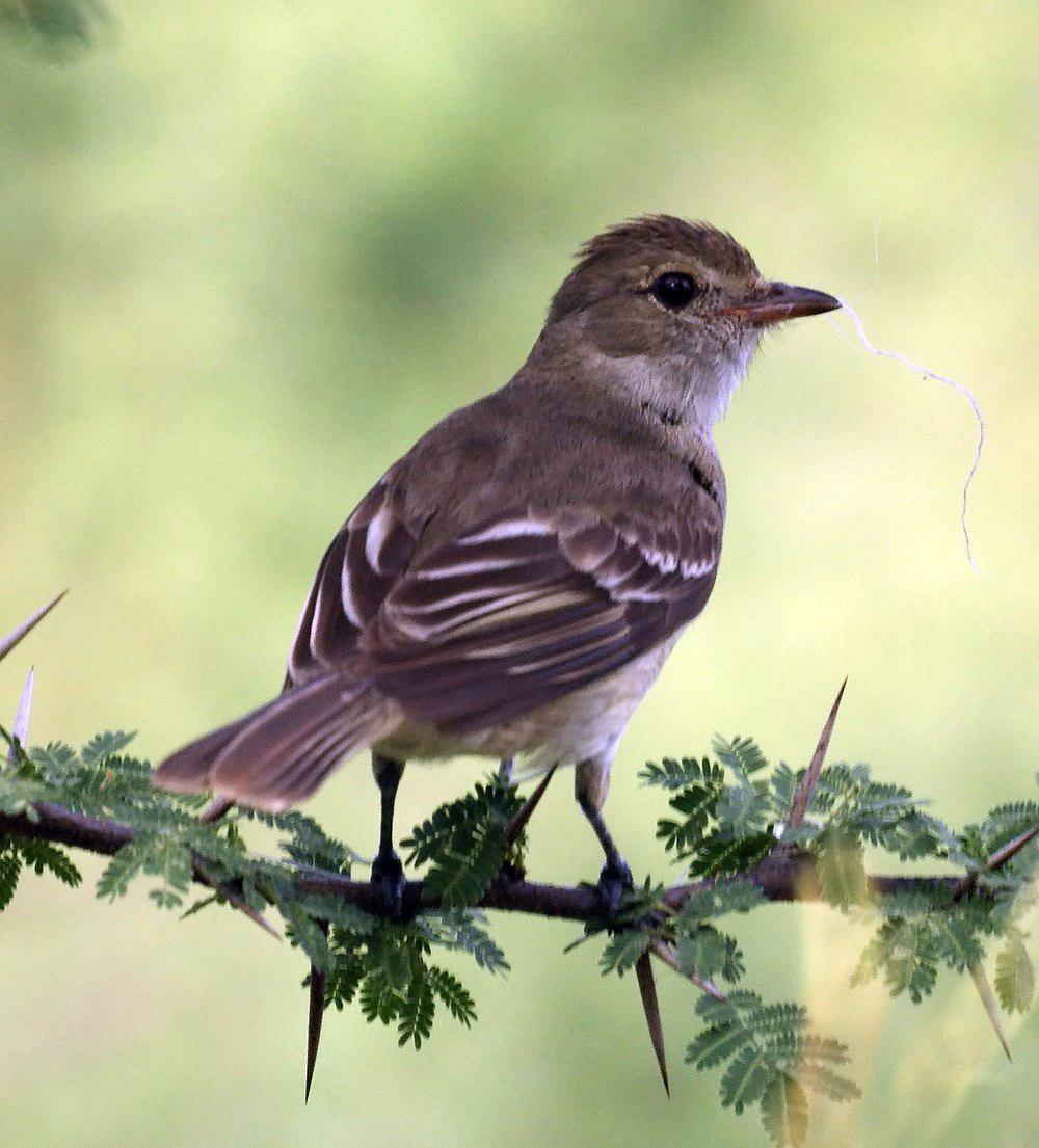 加勒比拟霸鹟 / Caribbean Elaenia / Elaenia martinica