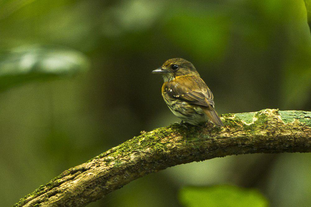 棕胁阔嘴鸟 / Rufous-sided Broadbill / Smithornis rufolateralis