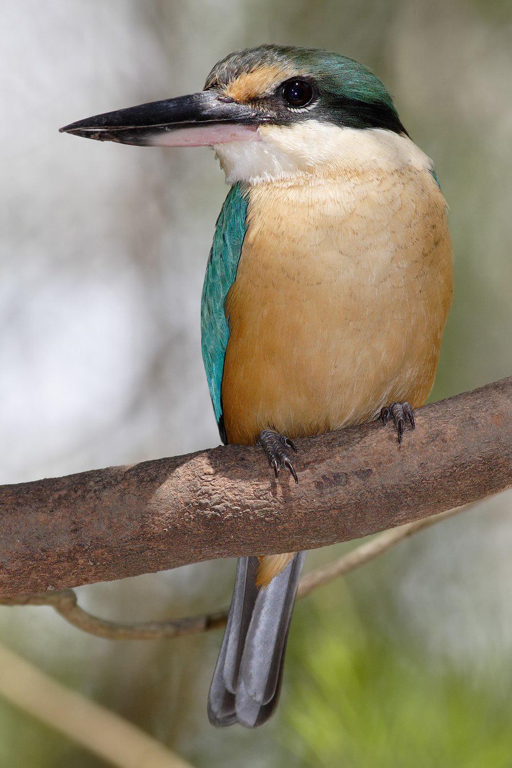 白眉翡翠 / Sacred Kingfisher / Todiramphus sanctus