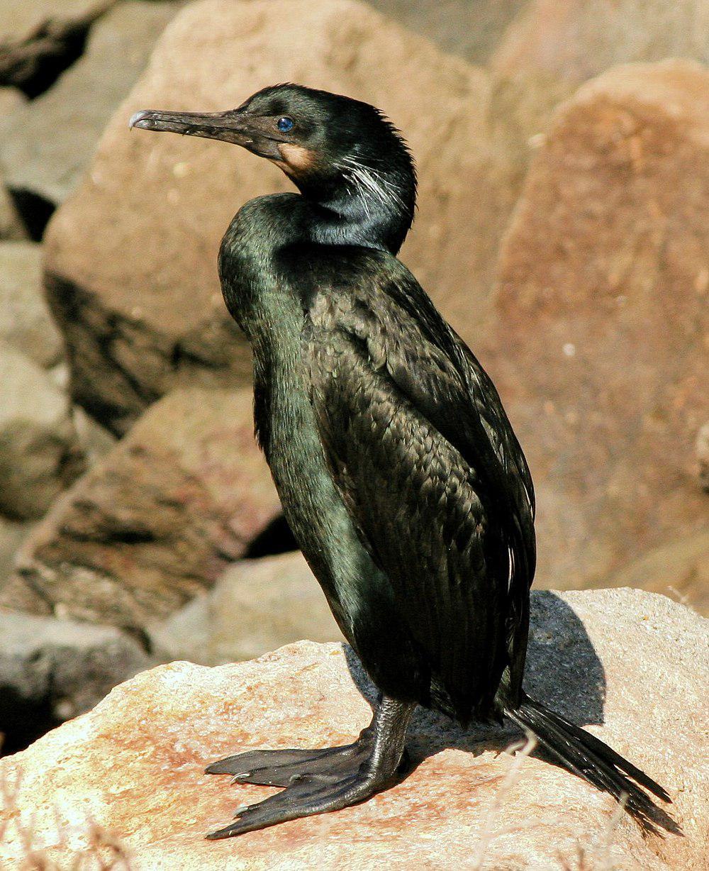 加州鸬鹚 / Brandt\'s Cormorant / Phalacrocorax penicillatus