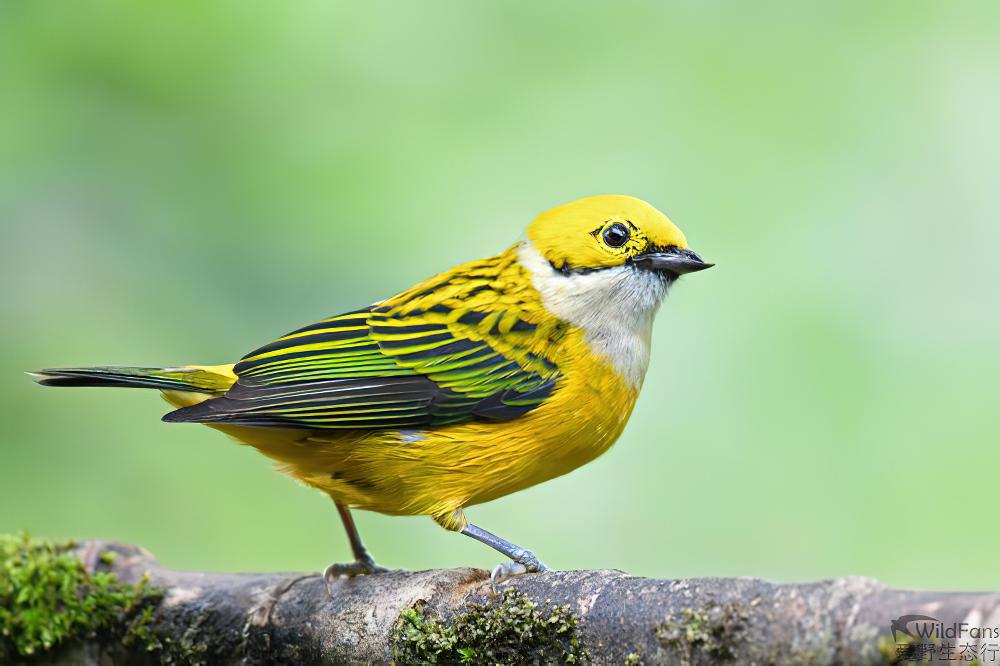 银喉唐加拉雀 / Silver-throated Tanager / Tangara icterocephala