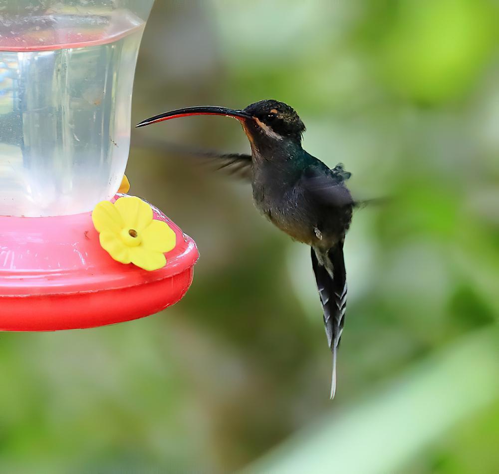 绿隐蜂鸟 / Green Hermit / Phaethornis guy