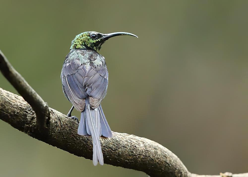 铜色花蜜鸟 / Copper Sunbird / Cinnyris cupreus