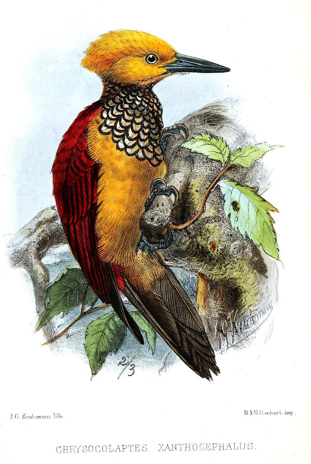 黄脸金背啄木鸟 / Yellow-faced Flameback / Chrysocolaptes xanthocephalus