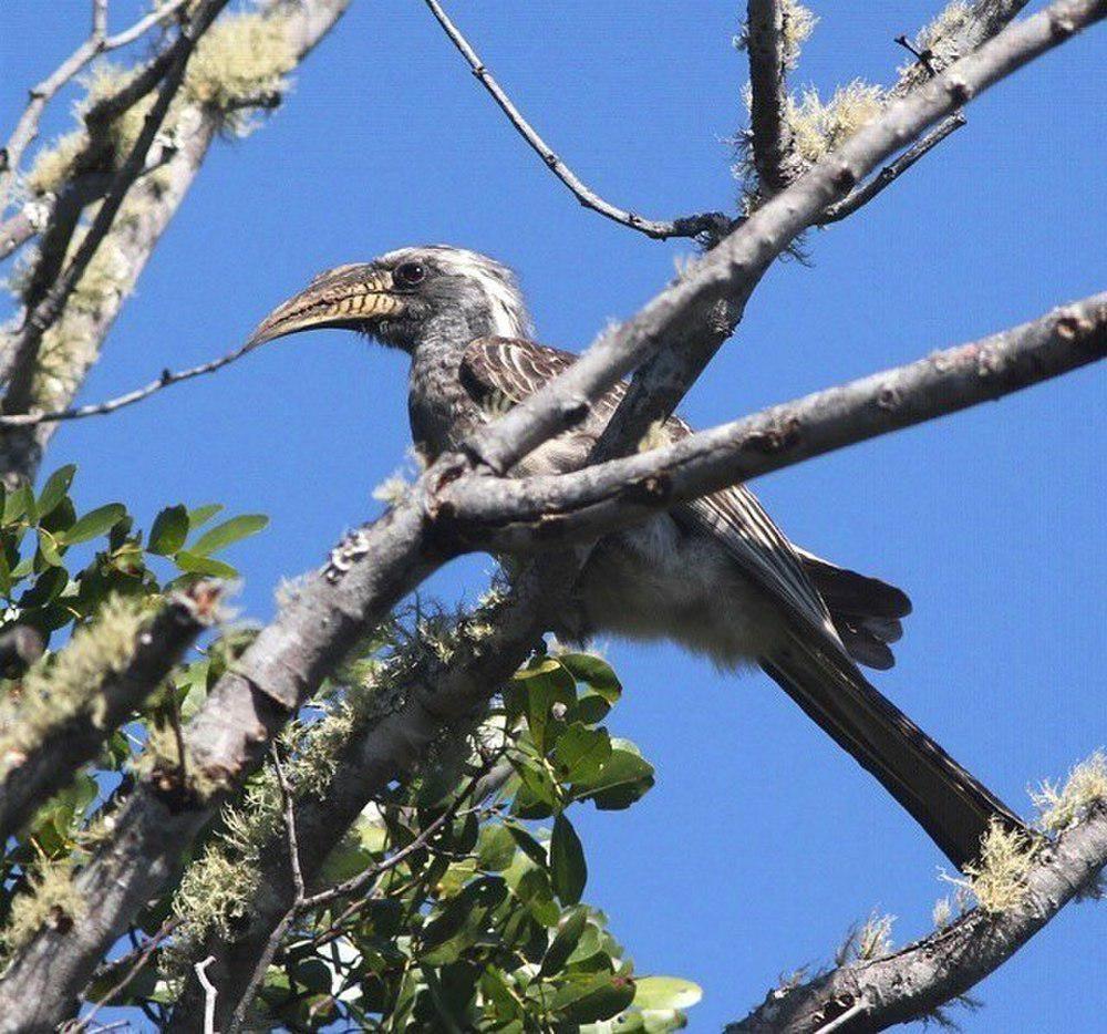 灰嘴弯嘴犀鸟 / Pale-billed Hornbill / Lophoceros pallidirostris