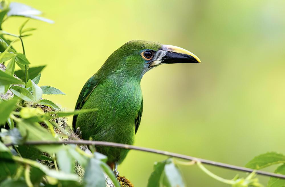 绿巨嘴鸟 / Emerald Toucanet / Aulacorhynchus prasinus