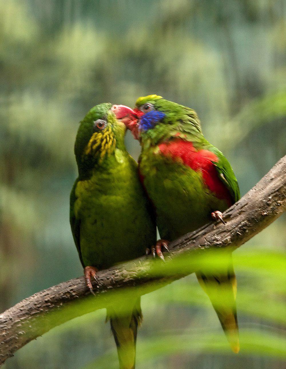 蓝脸鹦鹉 / Red-flanked Lorikeet / Charmosyna placentis