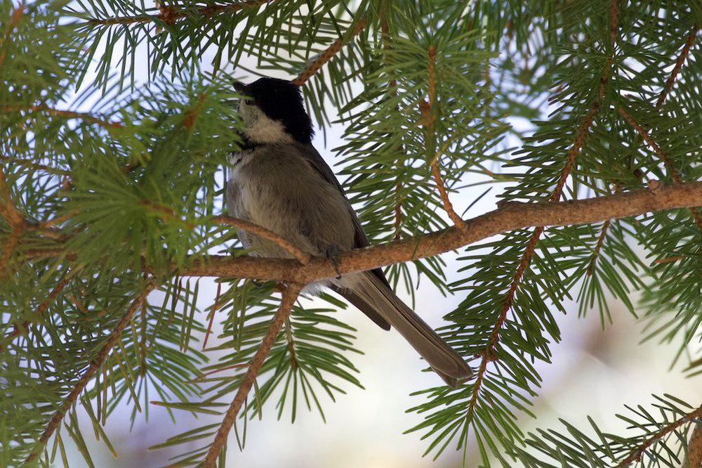 墨西哥山雀 / Mexican Chickadee / Poecile sclateri