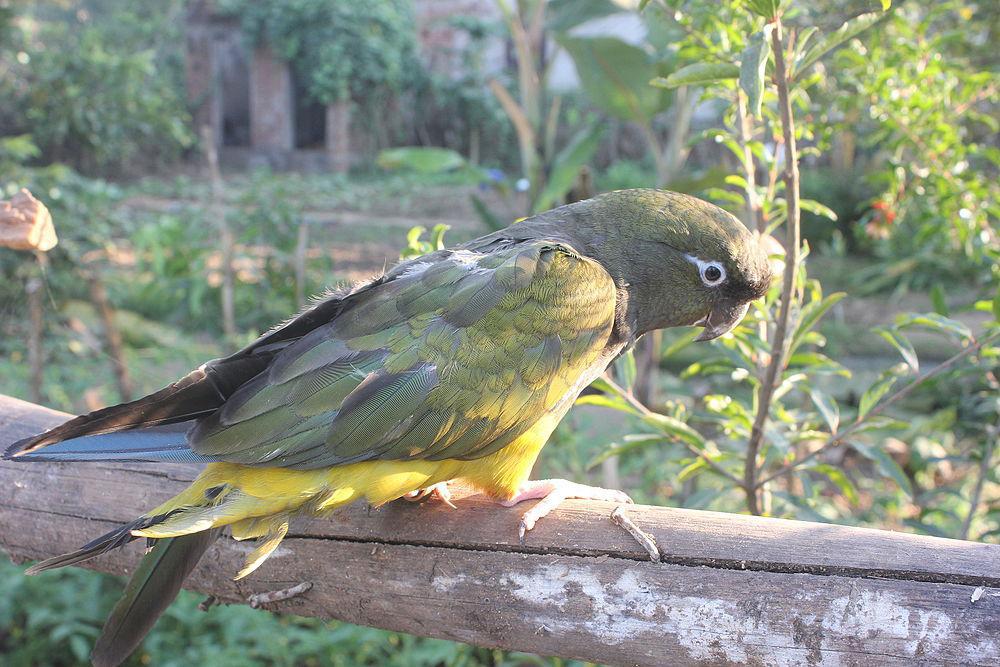 穴鹦哥 / Burrowing Parrot / Cyanoliseus patagonus