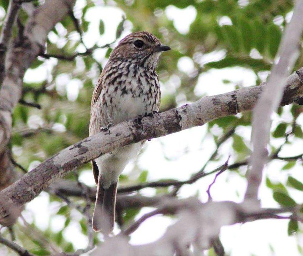 伯氏鹟 / Böhm\'s Flycatcher / Muscicapa boehmi