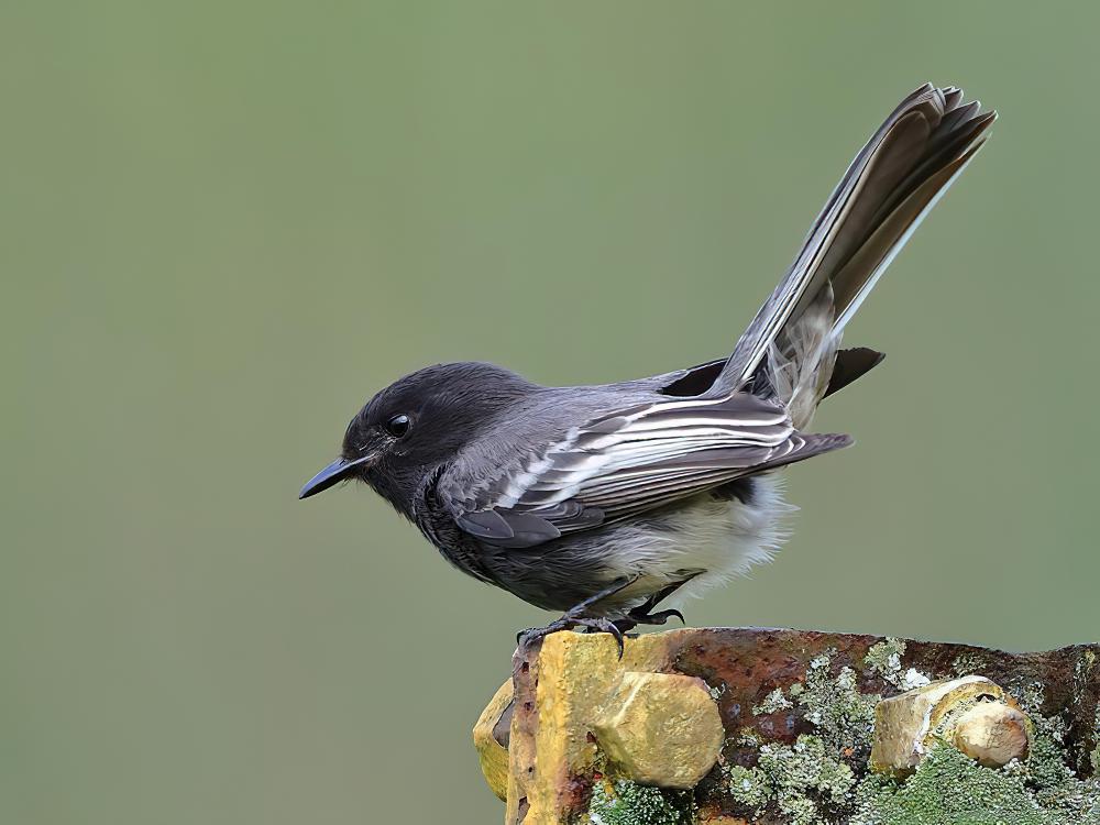 黑长尾霸鹟 / Black Phoebe / Sayornis nigricans