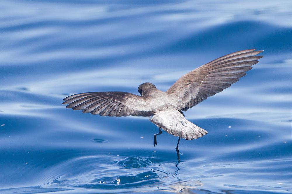 灰背海燕 / Grey-backed Storm Petrel / Garrodia nereis