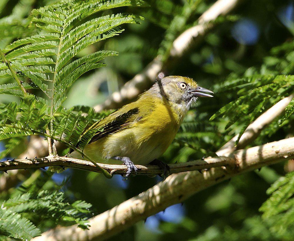 黄胸绿莺雀 / Lemon-chested Greenlet / Hylophilus thoracicus