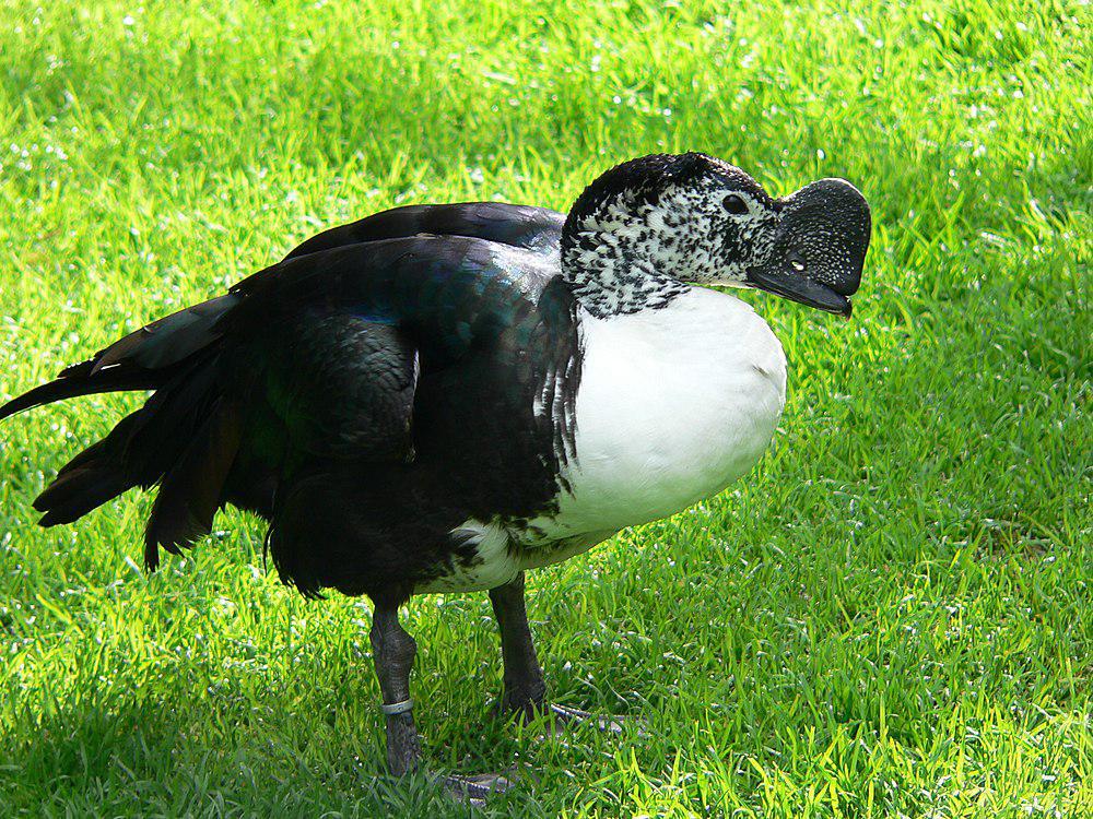 美洲瘤鸭 / Comb Duck / Sarkidiornis sylvicola