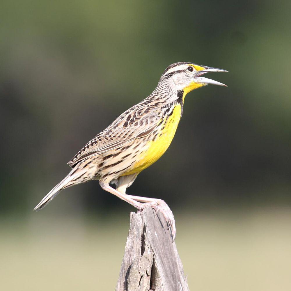 东草地鹨 / Eastern Meadowlark / Sturnella magna