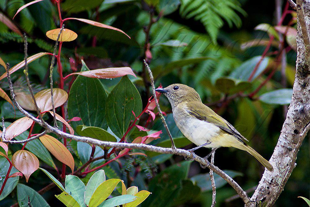 绿背啸鹟 / Green-backed Whistler / Pachycephala albiventris