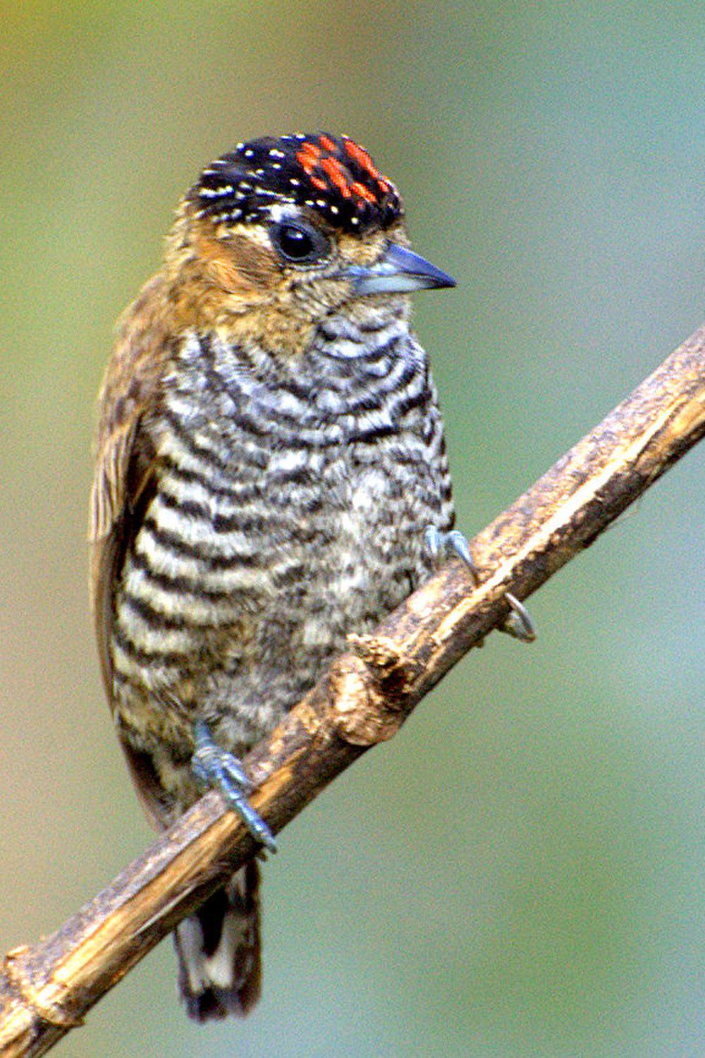 赭领姬啄木鸟 / Ochre-collared Piculet / Picumnus temminckii